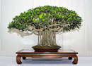 Ficus Microcarpa